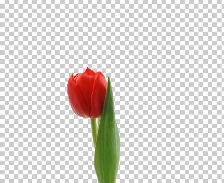 Tulip Cut Flowers Plant Stem Petal PNG, Clipart, Bud, Closeup, Cut Flowers, Digital Image, Flower Free PNG Download