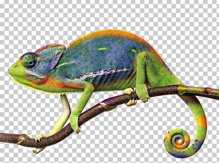 Chameleons Lizard Reptile Animal PNG, Clipart, Afr, Amphibian, Animals, Blue, Chameleon Material Logo Free PNG Download