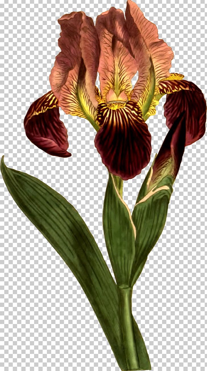 Curtis's Botanical Magazine Botany Botanical Illustration Iris Versicolor Iris Sibirica PNG, Clipart, Biodiversity Heritage Library, Biology, Botanical Illustration, Botany, Bud Free PNG Download