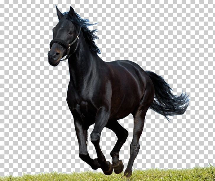 Arabian Horse Andalusian Horse Morgan Horse Pintabian Black PNG, Clipart, Animal, Arabian Horse, Black, Breed, Bridle Free PNG Download