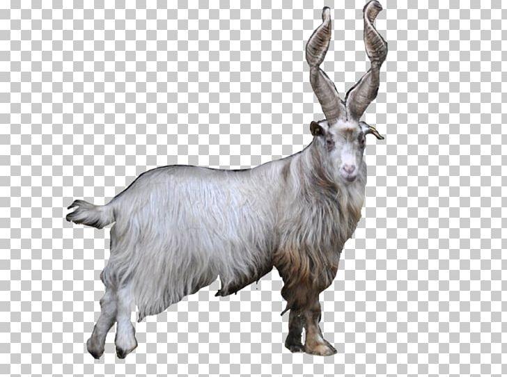 Feral Goat Farma Park Mountain Goat Fur PNG, Clipart, Animal Figure, Animals, Breed, Capra Aegagrus Hircus, Cow Goat Family Free PNG Download