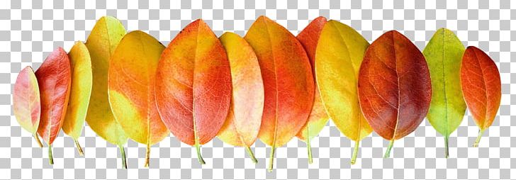 Leaf Autumn PNG, Clipart, Autumn, Autumn Leaf Color, Autumn Leaves, Download, Flower Free PNG Download