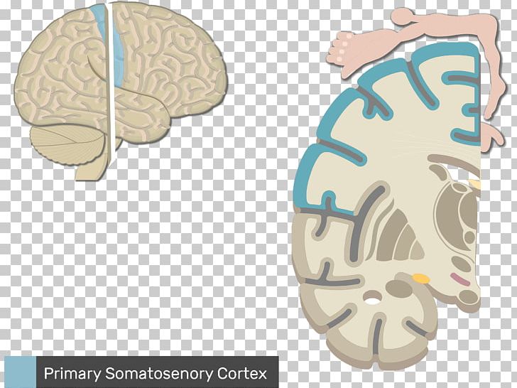 Somatic Nervous System Anatomy Sensory Nervous System Central Nervous System PNG, Clipart, Anatomy, Autonomic Nervous System, Brain, Central Nervous System, Cortex Free PNG Download