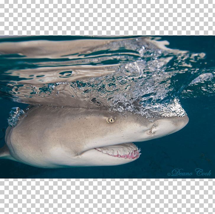 Great White Shark Tiger Shark Lamniformes Water Requiem Sharks PNG, Clipart, Biology, Cartilaginous Fish, Closeup, Dolphin, Fauna Free PNG Download