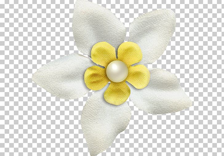 Moth Orchids Cut Flowers Petal PNG, Clipart, Cut Flowers, Flower, Flowering Plant, Moth, Moth Orchid Free PNG Download