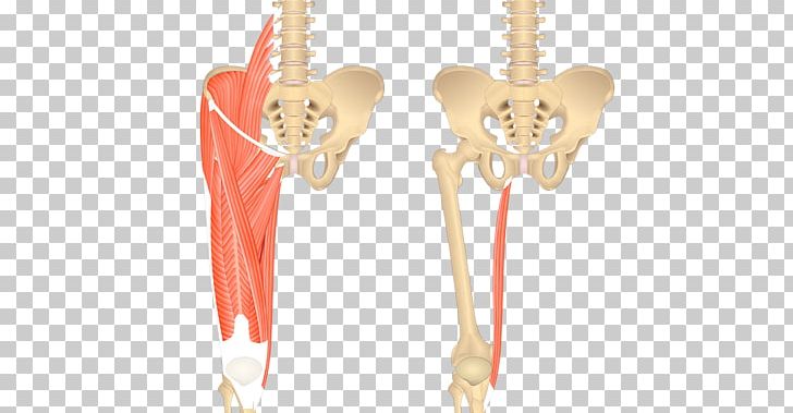 Sartorius Muscle Gracilis Muscle Iliopsoas Anatomy Psoas Major Muscle PNG, Clipart, Adductor Longus Muscle, Adductor Magnus Muscle, Adductor Muscles Of The Hip, Anatomy, Human Body Free PNG Download