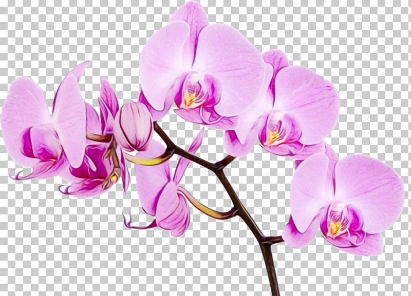 Moth Orchids Orchids Flower Mural Wall PNG, Clipart, Cut Flowers, Flower, Fotobehang, Moth Orchids, Mural Free PNG Download