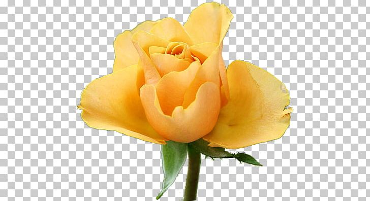 Garden Roses Floribunda Rose Garden Yellow PNG, Clipart, Austrian Briar, Bud, Cicek, Cicekler, Closeup Free PNG Download
