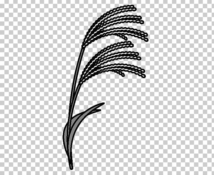 Grasses Susukino Black And White Chinese Silver Grass Pampas Grass PNG, Clipart, Black And White, Chinese Silver Grass, Coloring Book, Commodity, Computer Font Free PNG Download