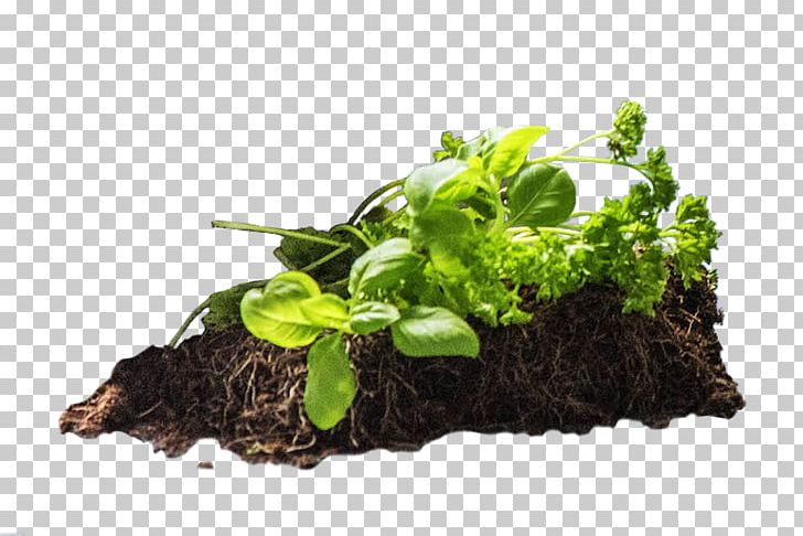 Herb PNG, Clipart, Herb, Leaf Vegetable, Plant Free PNG Download