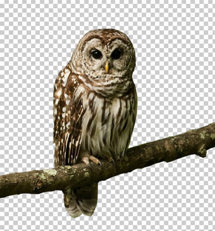 Owl Bird Desktop Desktop Metaphor PNG, Clipart, 1080p, Animal, Animals, Beak, Bird Free PNG Download