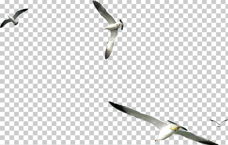 Seabird Large White-headed Gulls PNG, Clipart, Animals, Beak, Charadriiformes, Cold Weapon, Computer Free PNG Download