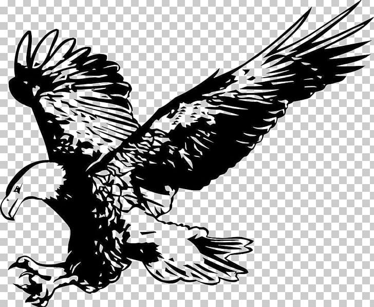 Bald Eagle Alamy Stock Photography PNG, Clipart, Accipitriformes, Alamy, Bald Eagle, Beak, Bird Free PNG Download