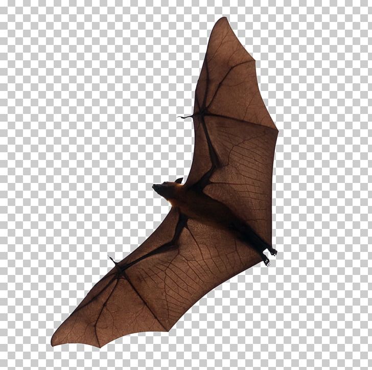 Bat Flight PNG, Clipart, Animal, Animals, Baseball Bat, Bat, Bats Free PNG Download