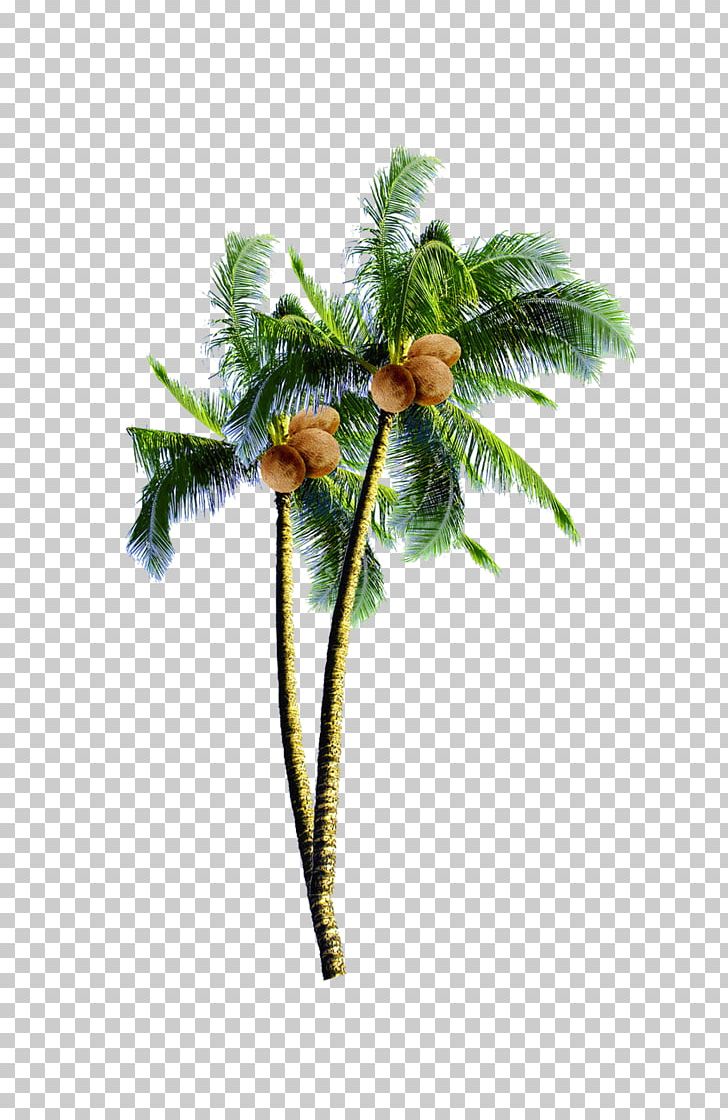 Coconut Candy Arecaceae Tree PNG, Clipart, Arecaceae, Arecales, Branch, Coconut, Coconut Candy Free PNG Download