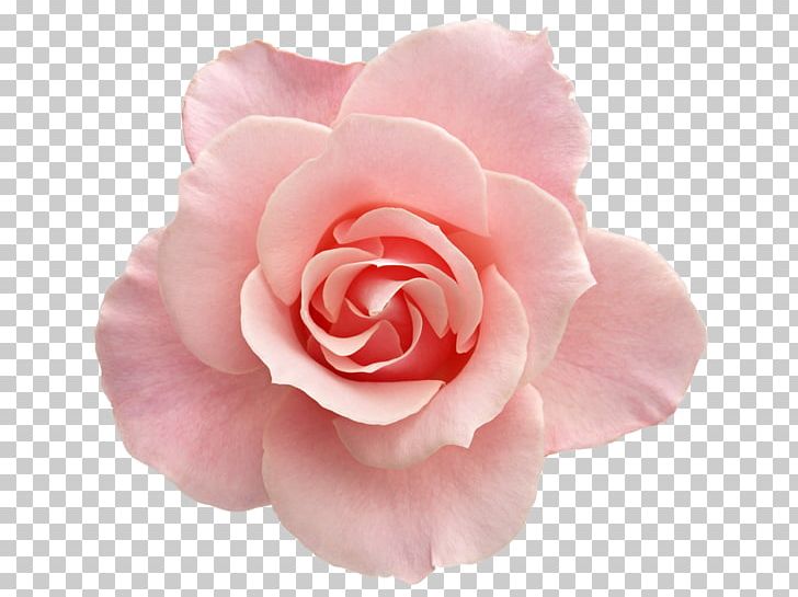 Flower Rose Pink PNG, Clipart, Artificial Flower, China Rose, Country, Decoration Image, Decorative Free PNG Download