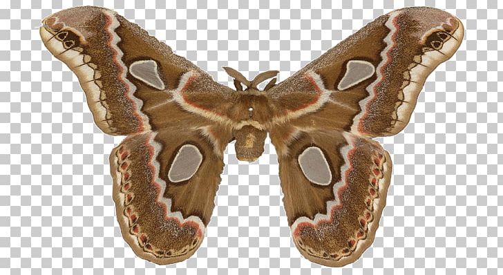 The Silkworm Butterflies And Moths PNG, Clipart, Adaptation, Arthropod, Bombycidae, Breed, Butterflies And Moths Free PNG Download