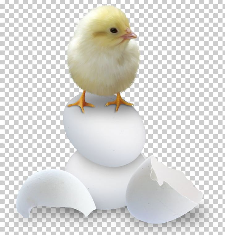 Easter PNG, Clipart, Beak, Bird, Chicken, Computer Icons, Easter Free PNG Download