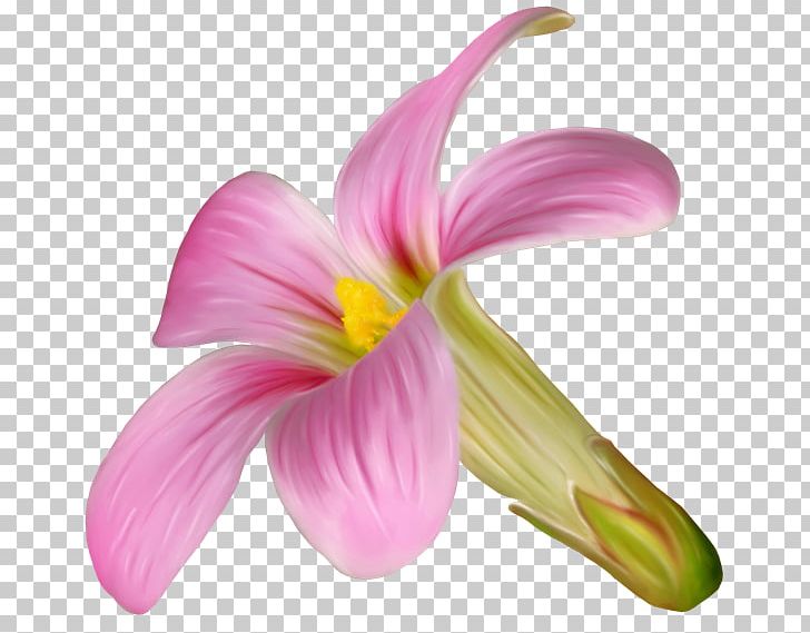 Pink M Cut Flowers Petal Daylily PNG, Clipart, Cut Flowers, Daylily, Flower, Flowering Plant, Lily Free PNG Download