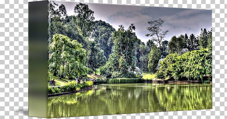 Nature Reserve Biome Water Resources Pond Rainforest PNG, Clipart, Bayou, Biome, Botanical Garden, Ecosystem, Forest Free PNG Download