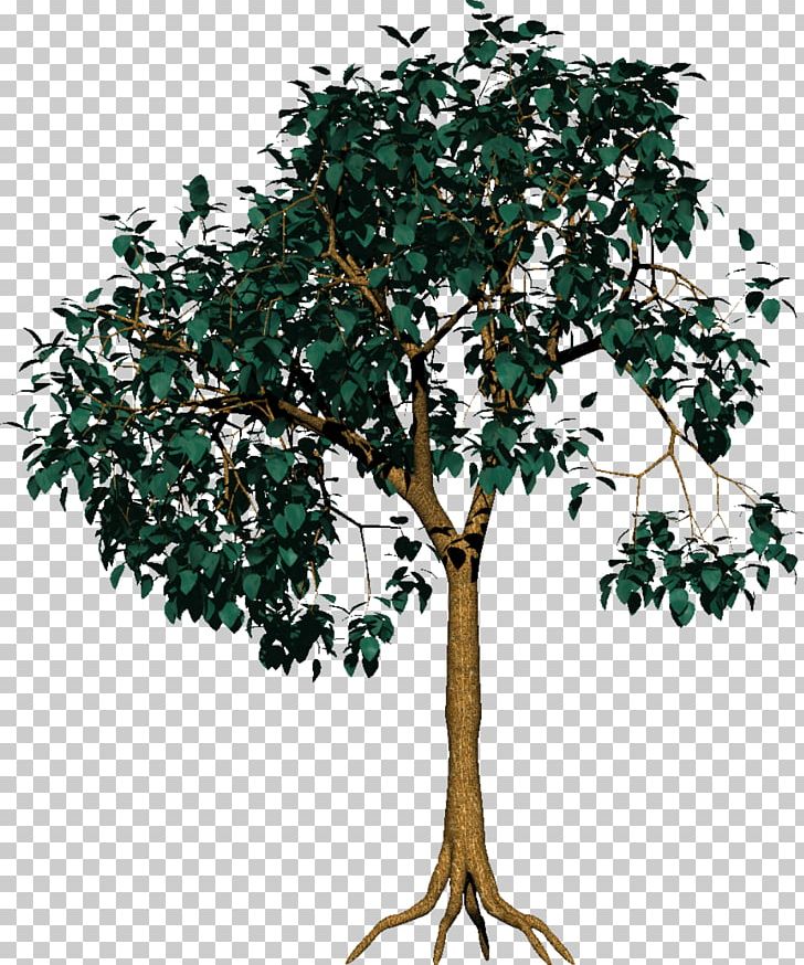 Tree Photography Branch PNG, Clipart, Branch, Flowerpot, Houseplant, Nature, Photography Free PNG Download