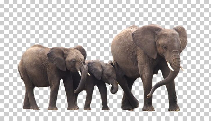Indian Elephant Photoshop Plugin African Elephant Brush PNG, Clipart, Adobe Lightroom, Animal, Animals, Brush, Elephant Free PNG Download