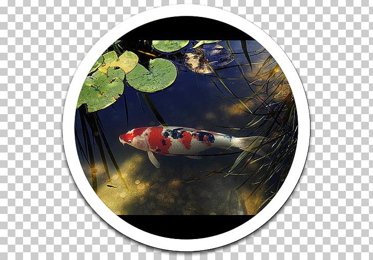 Koi PNG, Clipart, Fish, Koi, Live, Miscellaneous, Miui Free PNG Download