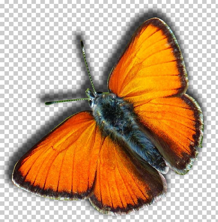 Monarch Butterfly PNG, Clipart, 2018 Indian Premier League, Arthropod, Art Museum, Brush Footed Butterfly, Butterfly Free PNG Download