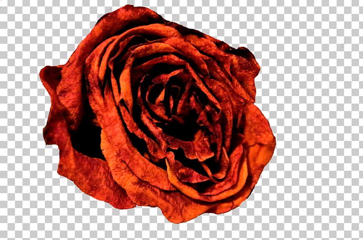 Garden Roses Cut Flowers Petal Textile PNG, Clipart, Background, Closeup, Cut Flowers, Flower, Flowers Free PNG Download