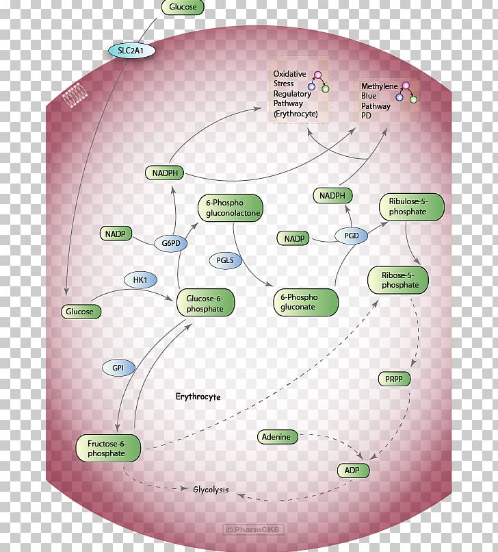 Pentose Phosphate Pathway Red Blood Cell Metabolic Pathway Glycolysis PNG, Clipart, 6phosphogluconic Acid, Blood, Blood Cell, Carbohydrate Metabolism, Cell Free PNG Download