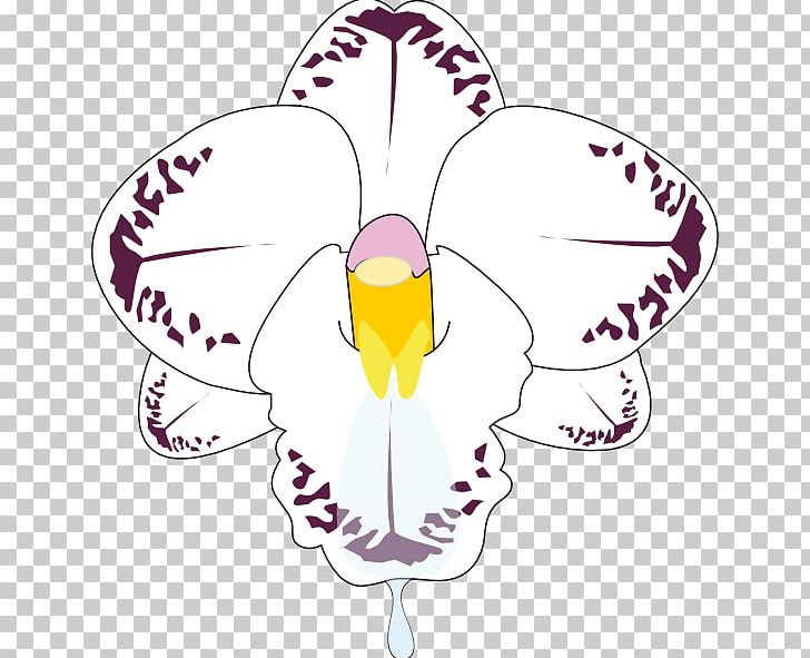 Petal Dendrobium Orchids PNG, Clipart, Artwork, Beak, Botany, Cartoon Orchid, Cattleya Orchids Free PNG Download