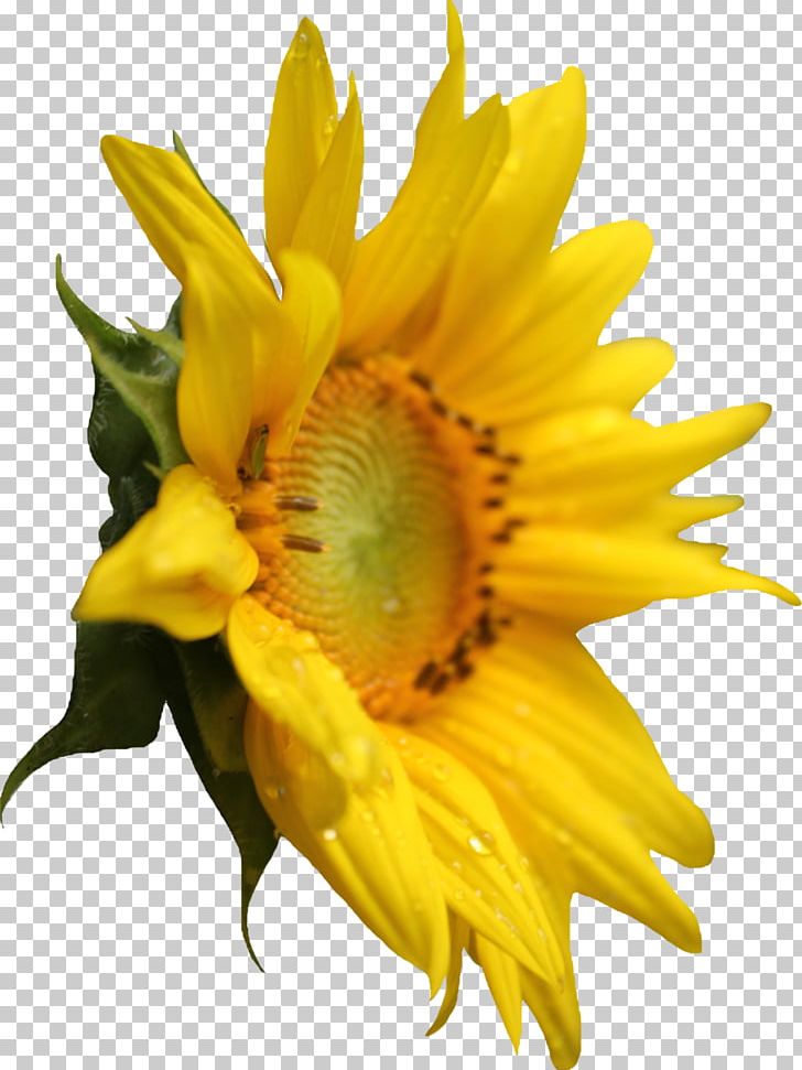 Sunflower PNG, Clipart, Sunflower Free PNG Download