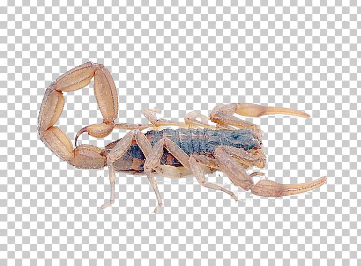 Argentinean Scorpion Scorpion Sting Poison Centruroides Suffusus PNG, Clipart, Accident, Animal, Arachnid, Arthropod, Drug Free PNG Download