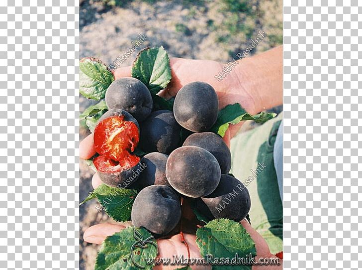 Blueberry Bilberry Damson Local Food PNG, Clipart, Berry, Bilberry, Blueberry, Damson, Food Free PNG Download