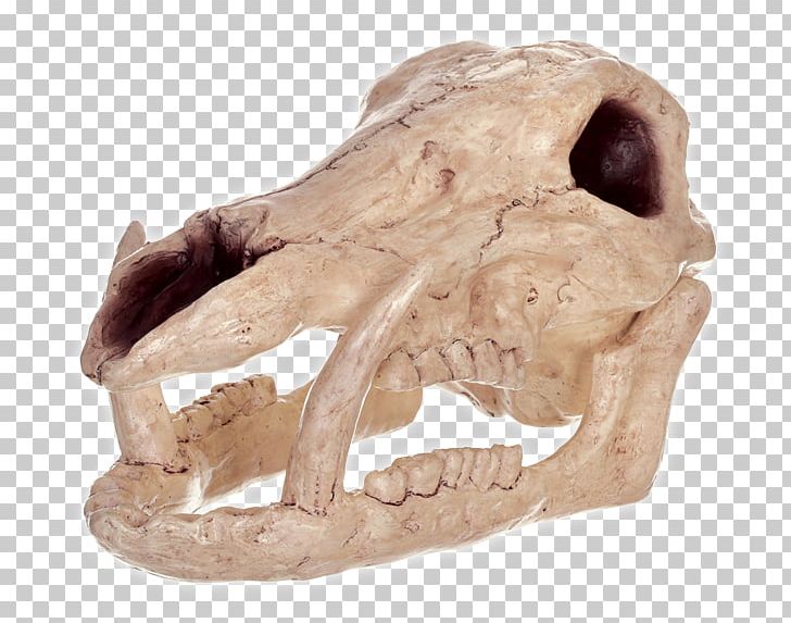 Wild Boar Halloween Skull Costume Skeleton PNG, Clipart, Animals, Boar, Bone, Corsicosardinian Wild Pig, Costume Free PNG Download