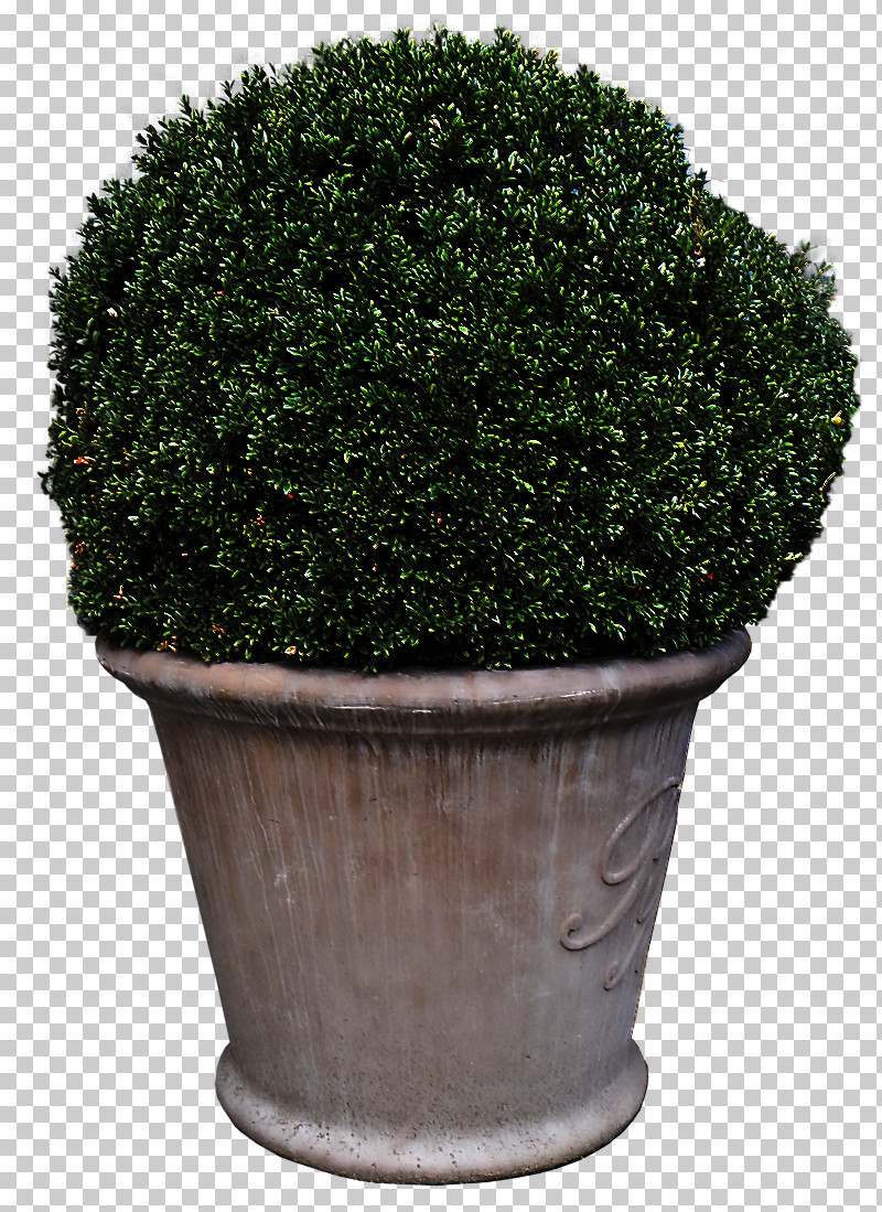 Flowerpot Grass Green Shrub Plant PNG, Clipart, Flower, Flowerpot, Grass, Green, Hedge Free PNG Download