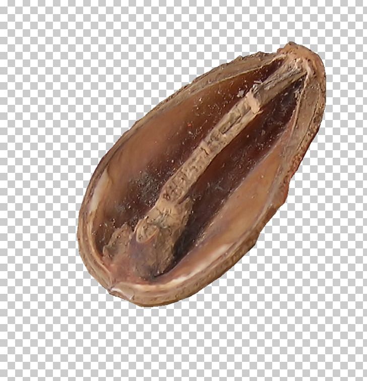 Clam Oyster Mussel Cocoa Bean Commodity PNG, Clipart, Abalone, Clam, Clams Oysters Mussels And Scallops, Cocoa Bean, Commodity Free PNG Download