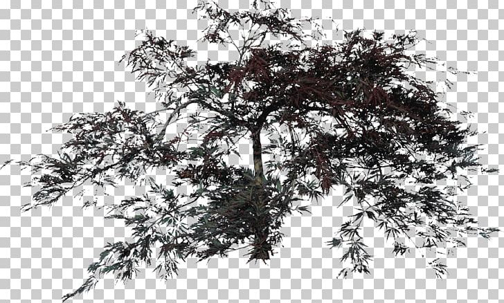 Drawing Oak Tree PNG, Clipart, Art, Black And White, Branch, Bushes, Cartoon Free PNG Download