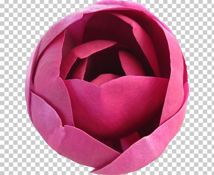 Garden Roses PNG, Clipart, Download, Flower, Flowering Plant, Garden Roses, Kep Free PNG Download