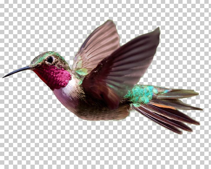 Hummingbird Consultant Experience Service PNG, Clipart, Animals, Beak, Bird, Consultant, Employment Free PNG Download
