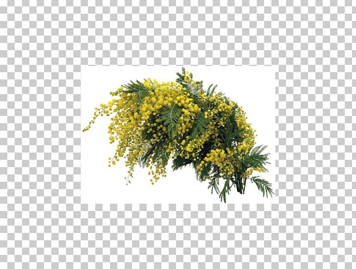 Mimosa Salad Desktop PNG, Clipart,  Free PNG Download