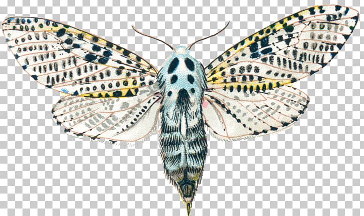 Nymphalidae Bombycidae Zeuzera Pyrina Moth Butterfly PNG, Clipart, Arthropod, Bombycidae, Brush Footed Butterfly, Butterflies And Moths, Butterfly Free PNG Download