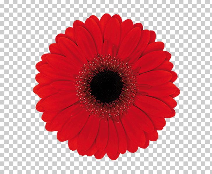 Transvaal Daisy Common Daisy Flower Color PNG, Clipart, Clip Art, Color, Common Daisy, Coral, Cut Flowers Free PNG Download
