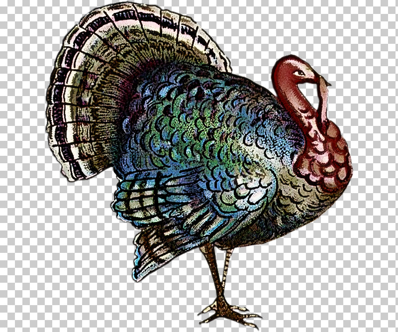 Thanksgiving PNG, Clipart, Domestic Turkey, Microsoft Paint, Poladroid, Thanksgiving, Thanksgiving Greeting Cards Free PNG Download