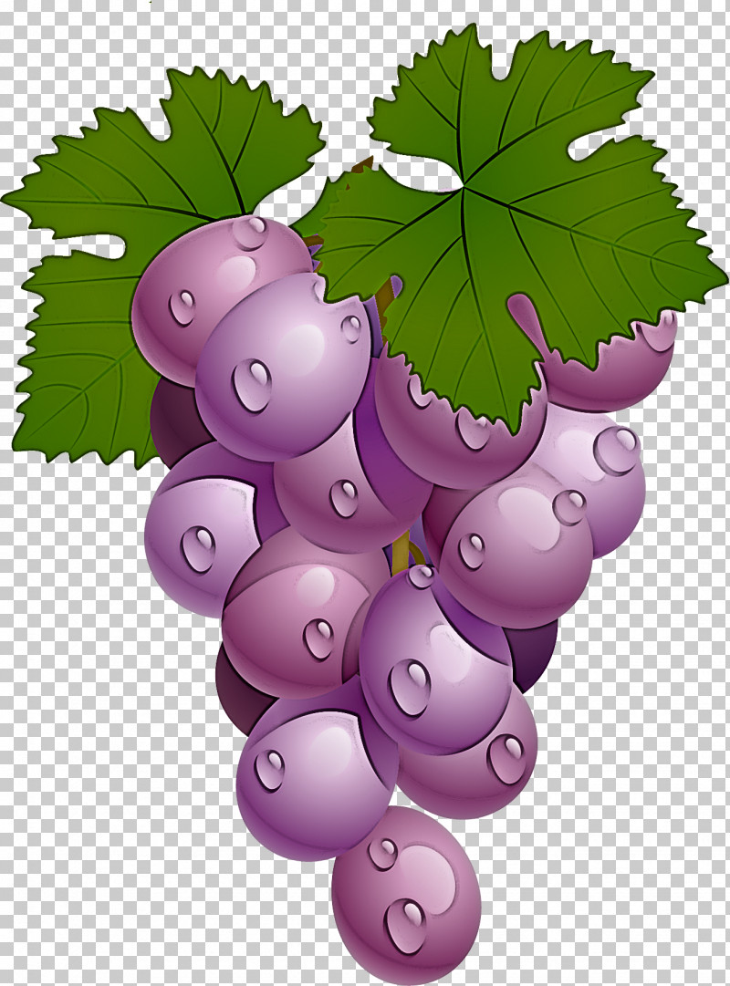 Grape Grape Leaves Leaf Grapevine Family Seedless Fruit PNG, Clipart, Berry, Fruit, Grape, Grape Leaves, Grapevine Family Free PNG Download