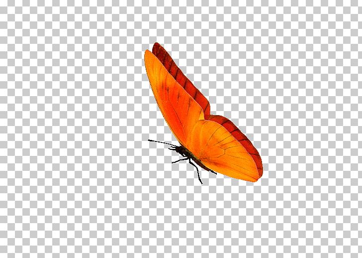 Butterfly GIF Portable Network Graphics Information PNG, Clipart, Animaatio, Animation, Arthropod, Borboleta, Brush Footed Butterfly Free PNG Download