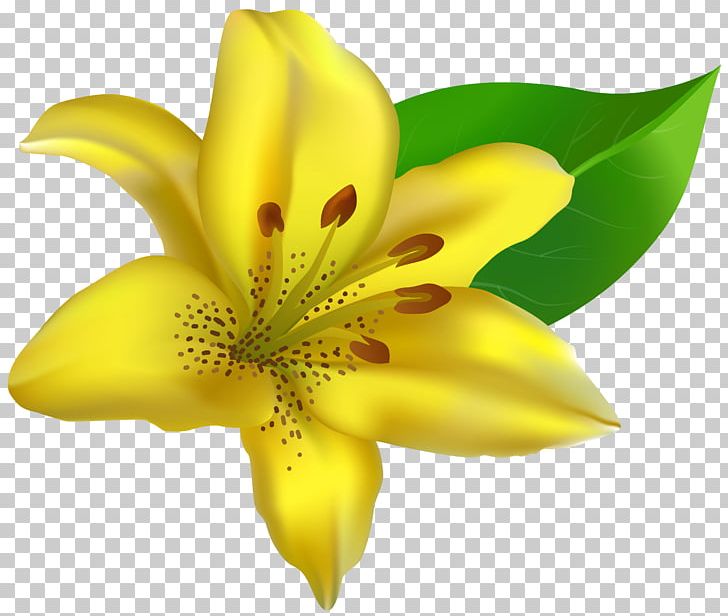 Lilium Flower Yellow Carnation PNG, Clipart, Blog, Carnation, Closeup, Computer Icons, Cut Flowers Free PNG Download