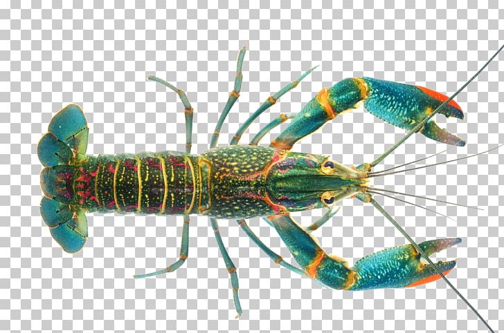 Lobster Crayfish As Food Cherax Quadricarinatus Blue Crayfish PNG, Clipart, Animals, Animal Source Foods, Arthropod, Astacidea, Blue Free PNG Download