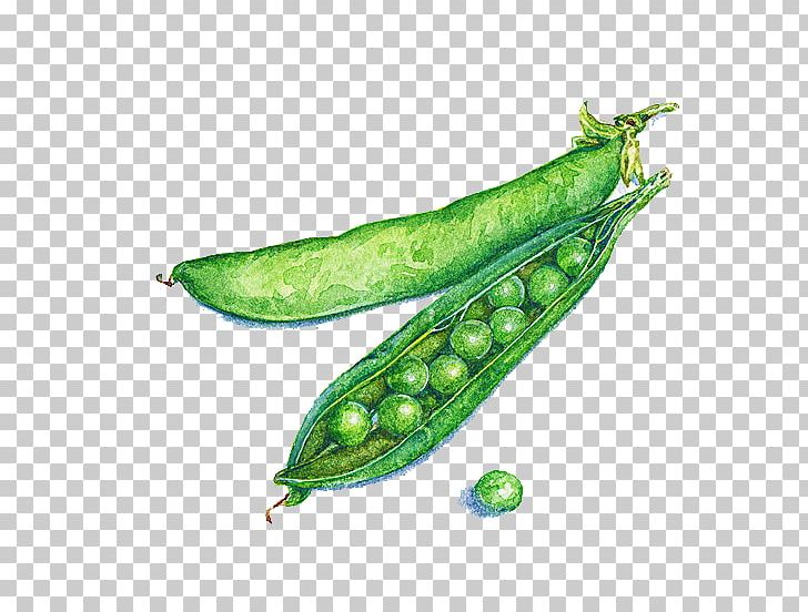 Pea Illustrator Watercolor Painting Food Illustration PNG, Clipart, Art, Botanical Illustrator, Fruit, Garden, Hand Free PNG Download