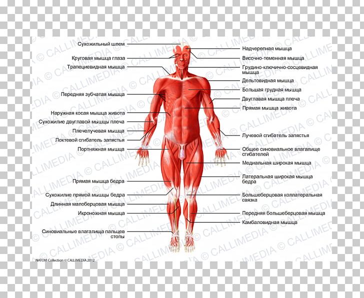 Hip Gray's Anatomy Muscle Human Body PNG, Clipart,  Free PNG Download